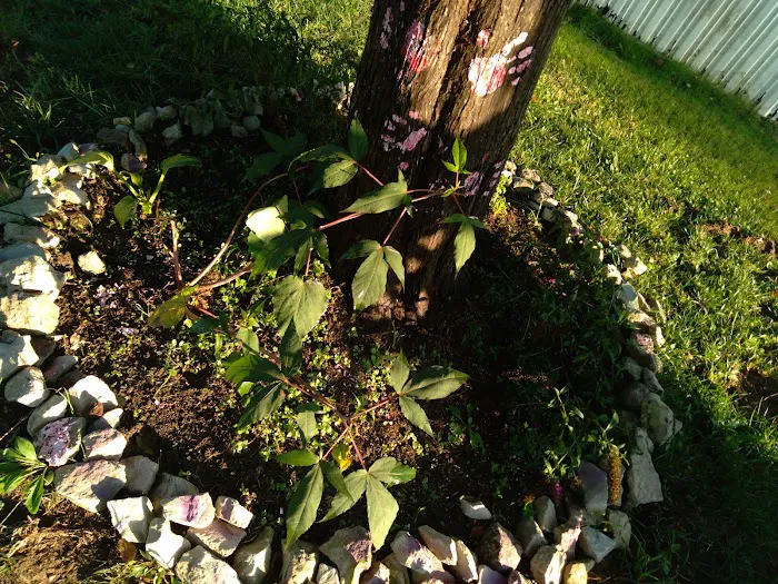 Avery Mobile Home Park Picture 7