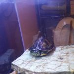 Country Aire Manor Mobile Home Park