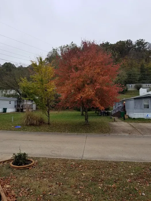 Sycamore Springs Picture 8