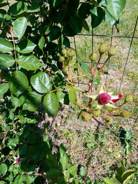 Country Acres Mobile Home Community Picture 2