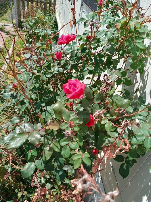 Country Acres Mobile Home Community Picture 3