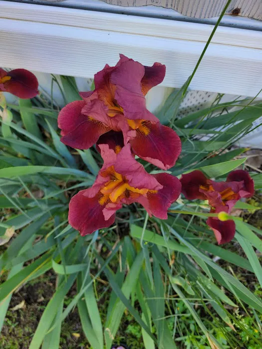 Country Acres Mobile Home Community Picture 4