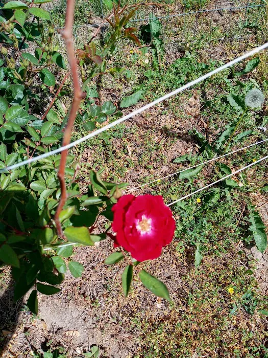 Country Acres Mobile Home Community Picture 7