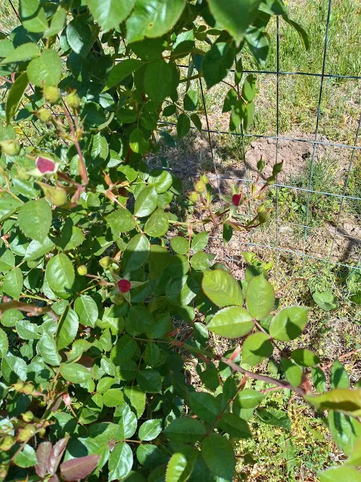 Country Acres Mobile Home Community Picture 6