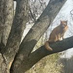 Vanguard mobile home park