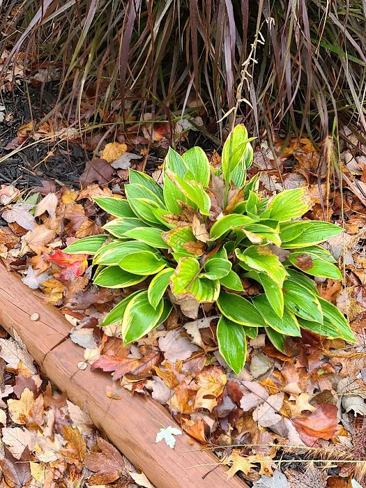 Siesta Manor Picture 8