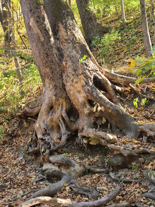 Siesta Manor Picture 10