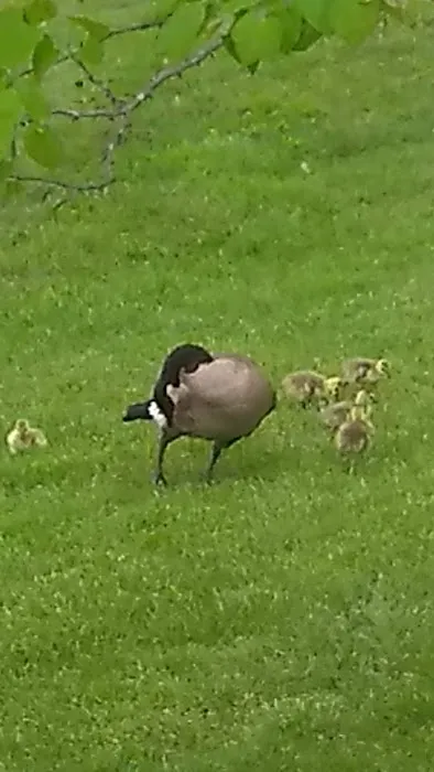 The Willows Picture 4