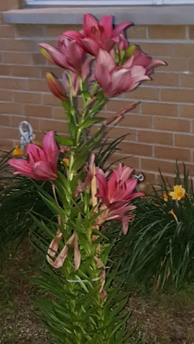 Greenfield Manor Picture 9