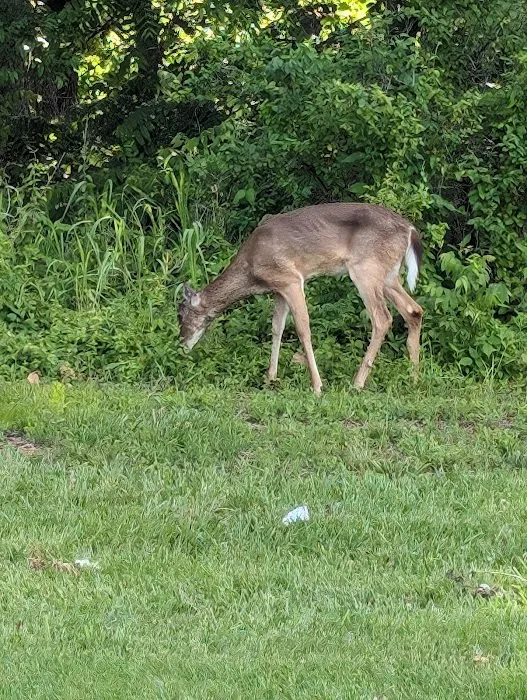 Oakland Mobile Home Park Picture 3