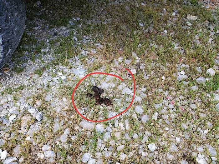 RV Express Picture 4