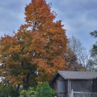 Plaza Acres Court ico