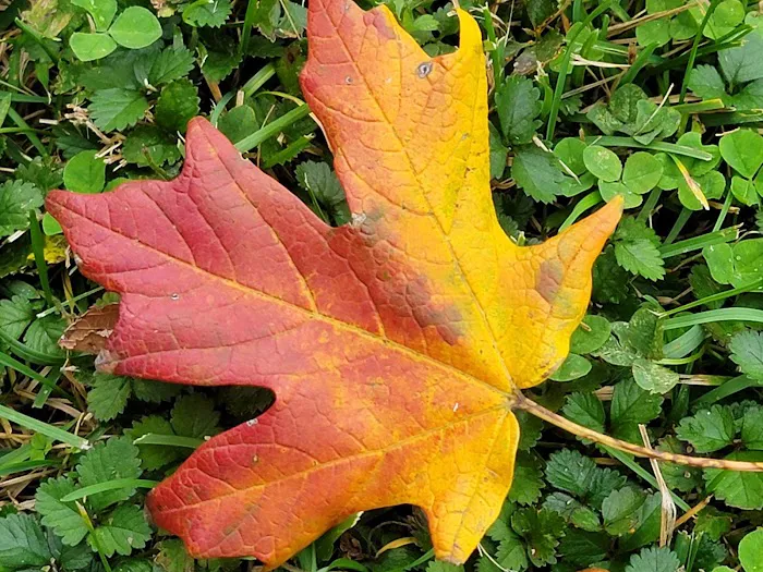 Plaza Acres Court Picture 8