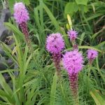 Independence Mobile Home Park