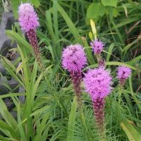 Independence Mobile Home Park ico