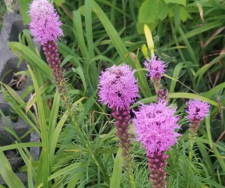 Independence Mobile Home Park