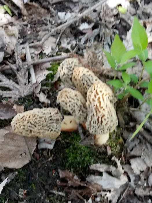 62 stoneybrook Picture 6
