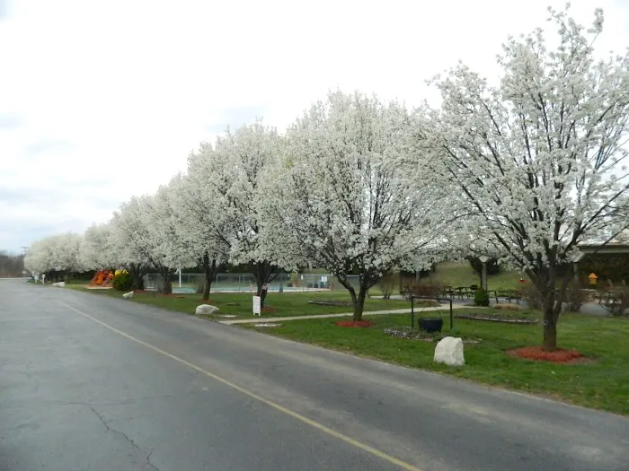 Cottonwoods RV Park Picture 4