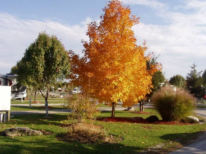 Cottonwoods RV Park Picture 9