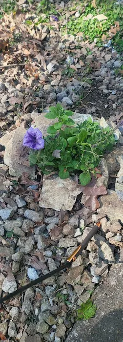 Whitton Heights Mobile Home and RV Park Picture 5