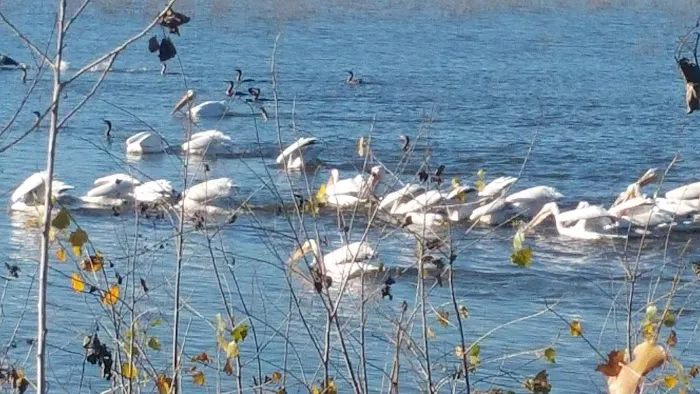 Covenant Cove RV Resort Picture 2