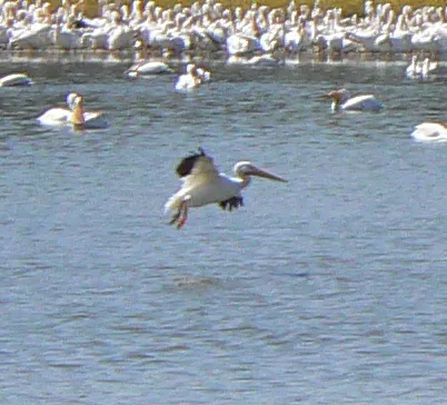 Covenant Cove RV Resort Picture 8