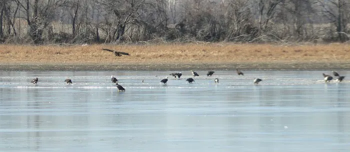 Covenant Cove RV Resort Picture 7