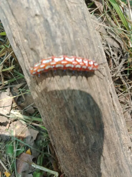 Red Oak Point Picture 3