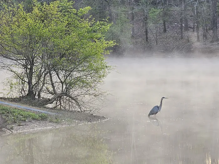 Hidden Oasis at White Oak Landing Picture 4