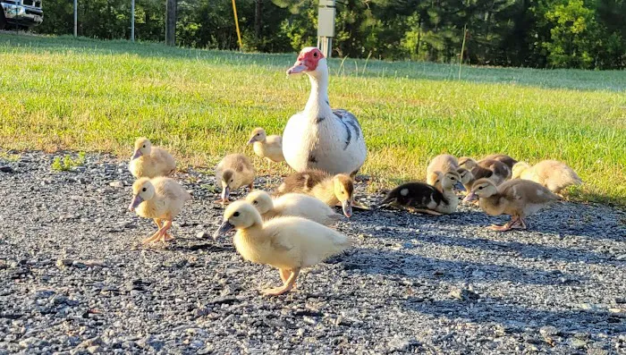 Cain's Creekside RV Park Picture 6