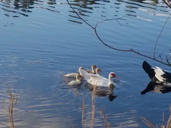 Cain's Creekside RV Park Picture 10