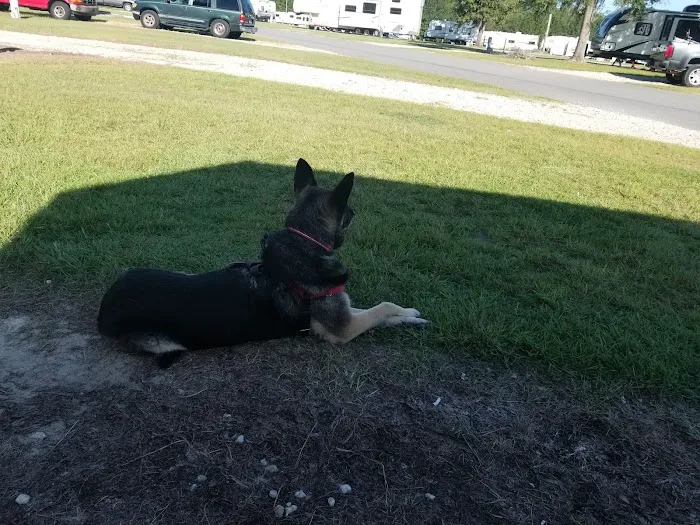 Valdosta Oaks Rv Park Picture 4