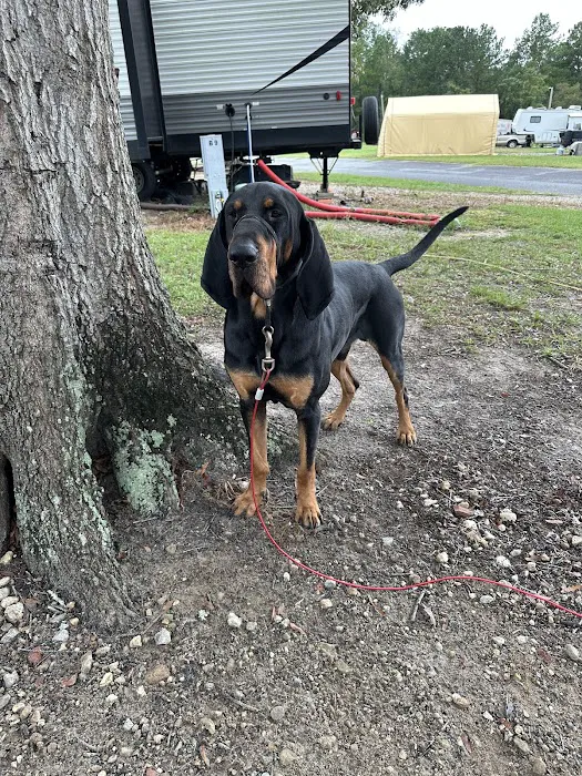 Valdosta Oaks Rv Park Picture 7
