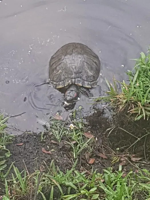 The Villas at Spanish Oaks Picture 7