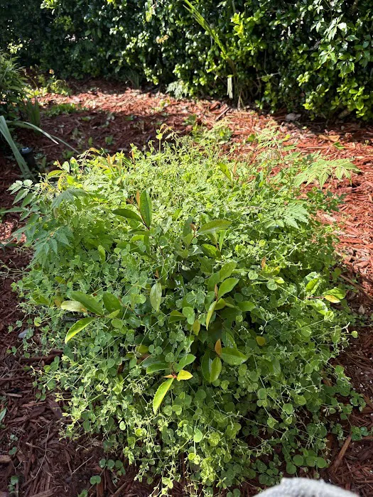 The Villas at Spanish Oaks Picture 8