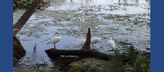 Silver Springs RV Park Picture 5