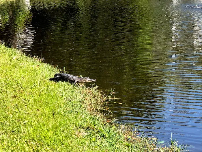 A Big Wheel RV Park Picture 6