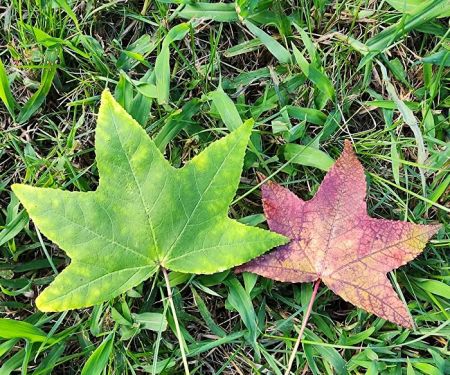 Southern Oaks Mobile Homes