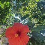 Melaleuca Trailer Park