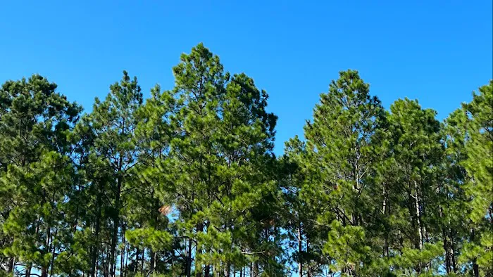 Clements RV Campsite Picture 3