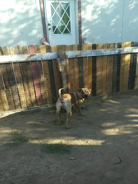 Phoenix West Mobile Home Park Picture 3