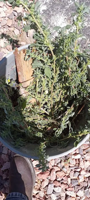 Capri MHP LLC Picture 8