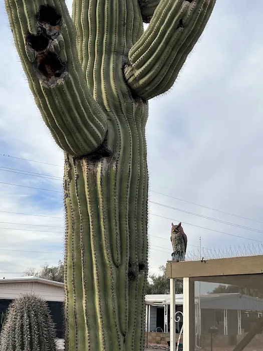 Pueblo Sereno Mobile Home Park Picture 2