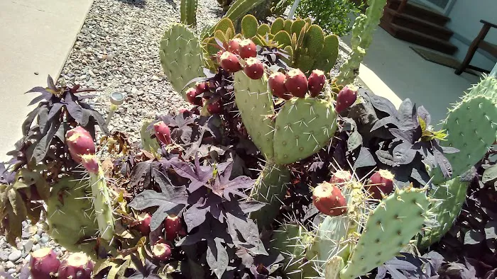 Villa Carmel Picture 5