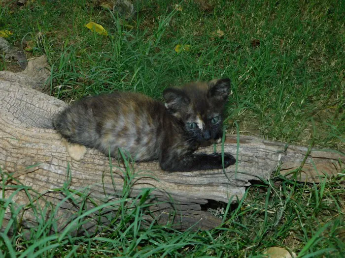 Aire Libre Mobile Home Park Picture 3