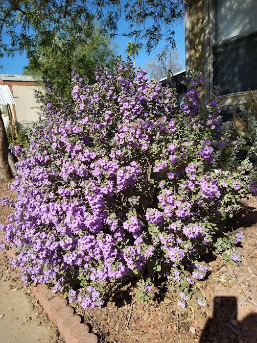 La Montana Del Sur Picture 4