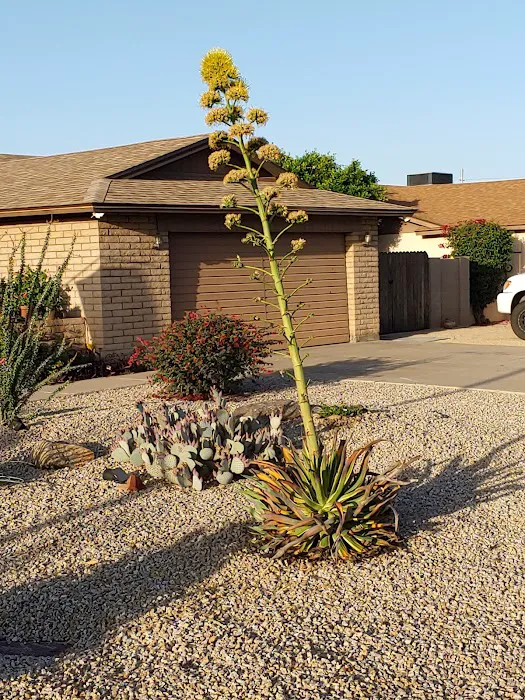 Desert Shadows RV Resort Picture 1