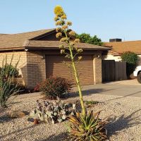 Desert Shadows RV Resort ico