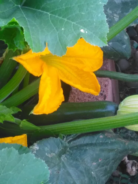 Paradise North Mobile Home Park Picture 7