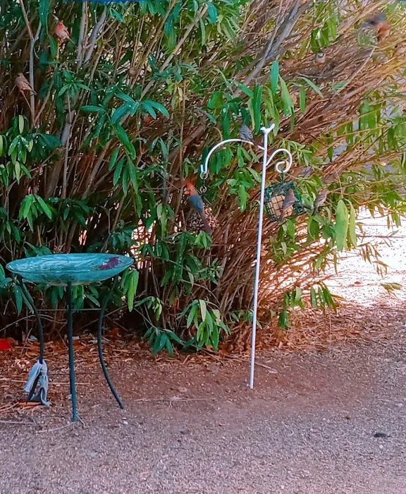 Desert Sands RV Park Picture 6